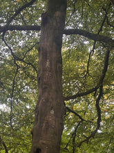 Load image into Gallery viewer, Walking With The Earth 13th October