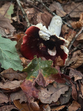 Load image into Gallery viewer, Walking With The Earth 13th October