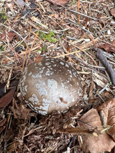 Load image into Gallery viewer, Walking With The Earth 13th October