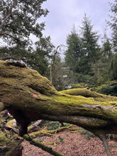 Load image into Gallery viewer, Walking With The Earth 13th October